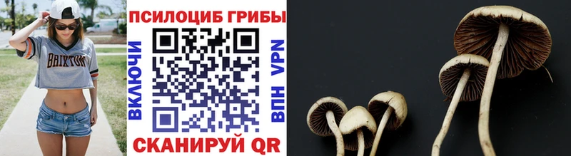 Купить где  Коряжма  Псилоцибиновые грибы GOLDEN TEACHER 